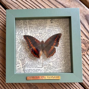 Ingelijst vlinderexemplaar: gewone rode charaxes, charaxes Lucretius, insectendecor, collagekunst, ingelijste vlinder 5 x 5