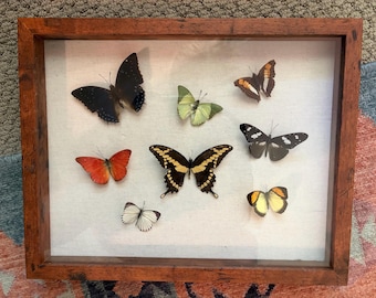 Mounted Butterfly- Multiple Specimen, framed butterfly art, multi -colored 11x14 framed specimen box