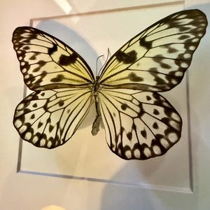 May include: A framed butterfly specimen. The butterfly has cream and black patterned wings, displayed within a white frame. The wings are open, revealing detailed patterns and delicate structure. The frame is square.