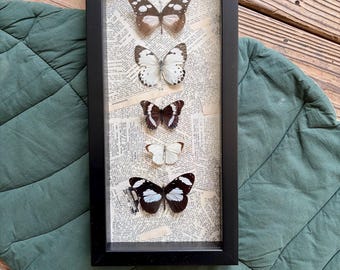 Mounted Butterfly- Multiple Specimen, framed butterfly art, Black & White Collection 6x14 framed specimen box, collage art
