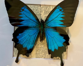 1 ejemplar auténtico de Papilio Ulysses (mariposa cola de golondrina azul de la montaña), disecado y enmarcado, marco de 8x8 pulgadas, collage artístico, con placa de identificación de latón.