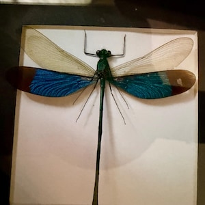 Könnte beinhalten: Ein konserviertes Libellenexemplar in einer weißen Vitrine. Das Insekt hat einen metallisch grünen Körper, lange Beine und transparente Flügel mit blauen und braunen Markierungen. Die Flügel sind ausgebreitet und zeigen die komplizierte Aderung.