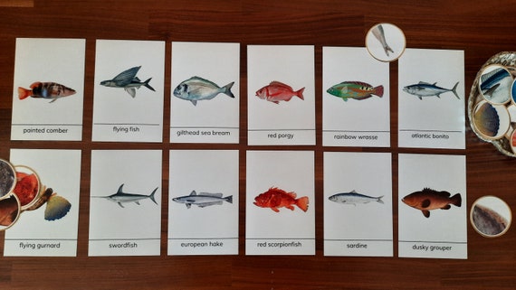 Fish Montessori Flashcards Montessori Materials Printable - Etsy