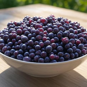 Regent Dwarf Saskatoon Serviceberry Shrub, Edible sweet fruit & blueberry alternative cold hardy Juneberry