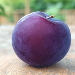 Sapalta Cherry Plum tree seedling Unique fruit tree LIVE PLANT deep PURPLE fruit