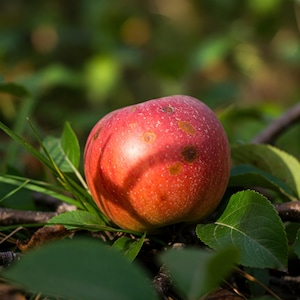 May include: A red apple with brown spots sits on a bed of green leaves. The apple is slightly bruised and has a rough texture.