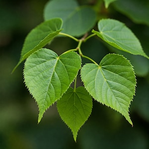 May include: Close-up of a branch with five green leaves. The leaves have a heart shape and a serrated edge.