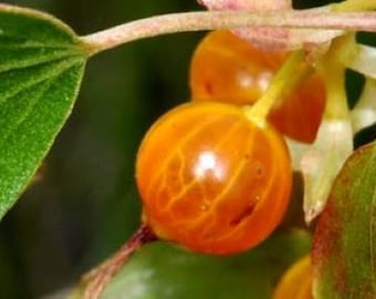 Unique Golden Currant plant, edible berries, LIVE PLANT, Fruit tree-bush