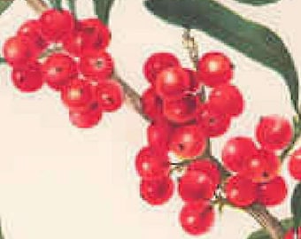 Unusual buffalo berry plant fruiting Bush edible berry LIVE PLANT Goumi family