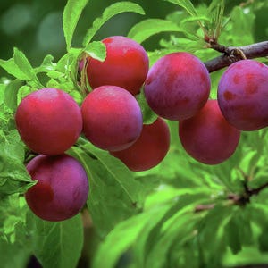 May include: A branch of a tree with several red plums growing on it. The plums are round and smooth, with a slight sheen. The leaves of the tree are green and lush.