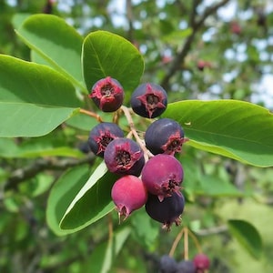 Hybrid Lamarkii Saskatoon Serviceberry(NO Ca Ship) LIVE PLANT edible berry Fruit Tree, blueberry alterative
