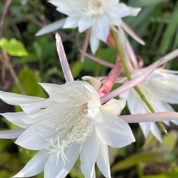 Queen of the Night Epiphyllum Oxypetalum Orchid cactus ‘Dutchman’s pipe cactus’ ‘Night blooming cereus potted plant various sizes Fragrant