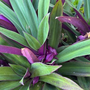 Boat Lily / Moses in a Basket - Oyster Plants: Moses in the Cradle * Tradescantia Spathacea on 4" pot