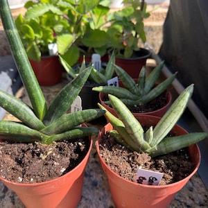 Puede incluir: Varias plantas de serpiente en macetas con hojas largas, verdes y rayadas. Las plantas están en macetas pequeñas de color terracota llenas de tierra. Otras plantas son visibles en el fondo, creando un ambiente exuberante y verde.