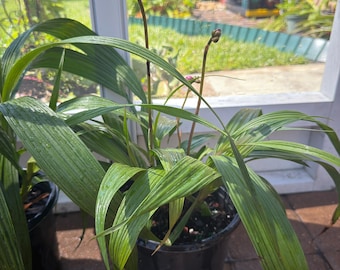 Hermosas orquídeas terrestres de gran tamaño y suave color amarillo: Spathoglottis plicata / Filipinas
