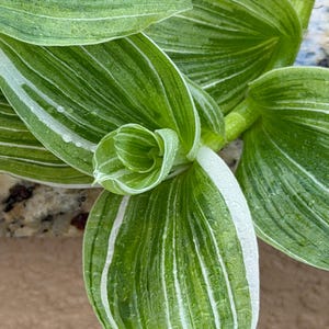 May include: A close-up shot of a plant with green leaves and white stripes. The leaves have a smooth texture and are wet, with water droplets visible. The plant's leaves are in various stages of unfolding, showcasing its natural growth.