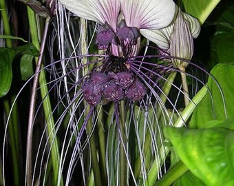 Planta Murciélago Blanco / Tacca Integrifolia: en maceta de 4”