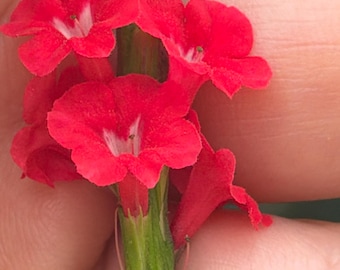 Arbusto de Stachytarpheta sanguinea: arbusto para polinizadores.