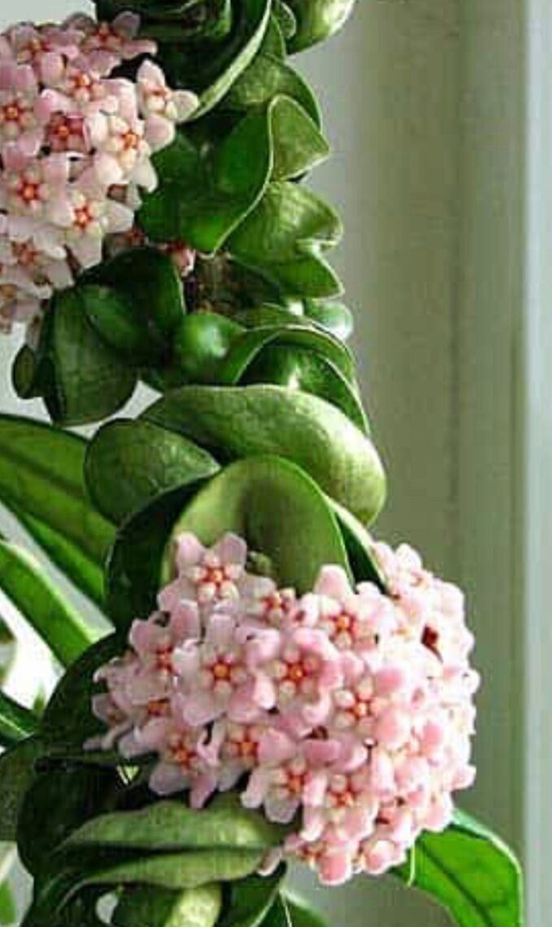 Hindu Rope Hoya Carnosa Compacta Krinkle Kurl Rare Live Plant on 2.9