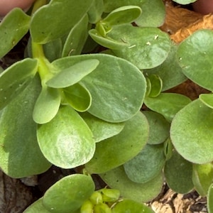 Puede incluir: Primer plano de una planta suculenta verde con hojas redondeadas. Las hojas son de un color verde vibrante, algunas muestran un ligero brillo. La planta tiene pequeños capullos sin abrir en la base de algunas hojas. El fondo está borroso.