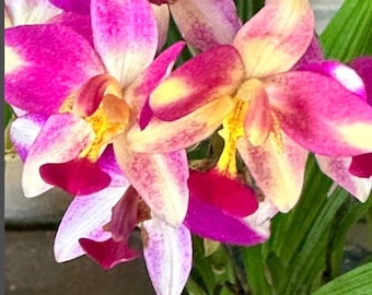 Espataglotis amarilla suave / Orquídeas terrestres