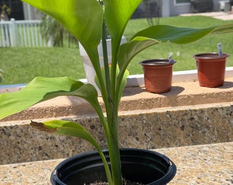 Canna Indica, planta de arrurruz comestible a raíz desnuda