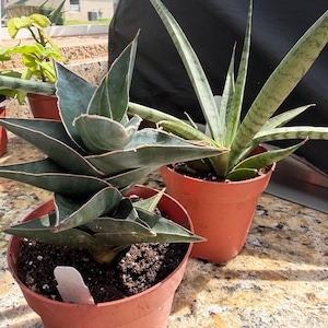May include: Two potted snake plants with dark green and light green leaves. The plants are in terracotta pots, sitting on a speckled surface. One plant has broad, layered leaves, while the other has tall, slender leaves.