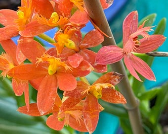 Orange Epidendrum / Reed Stem Orchids - 3 keikes: Ground Orchids on 4” pot