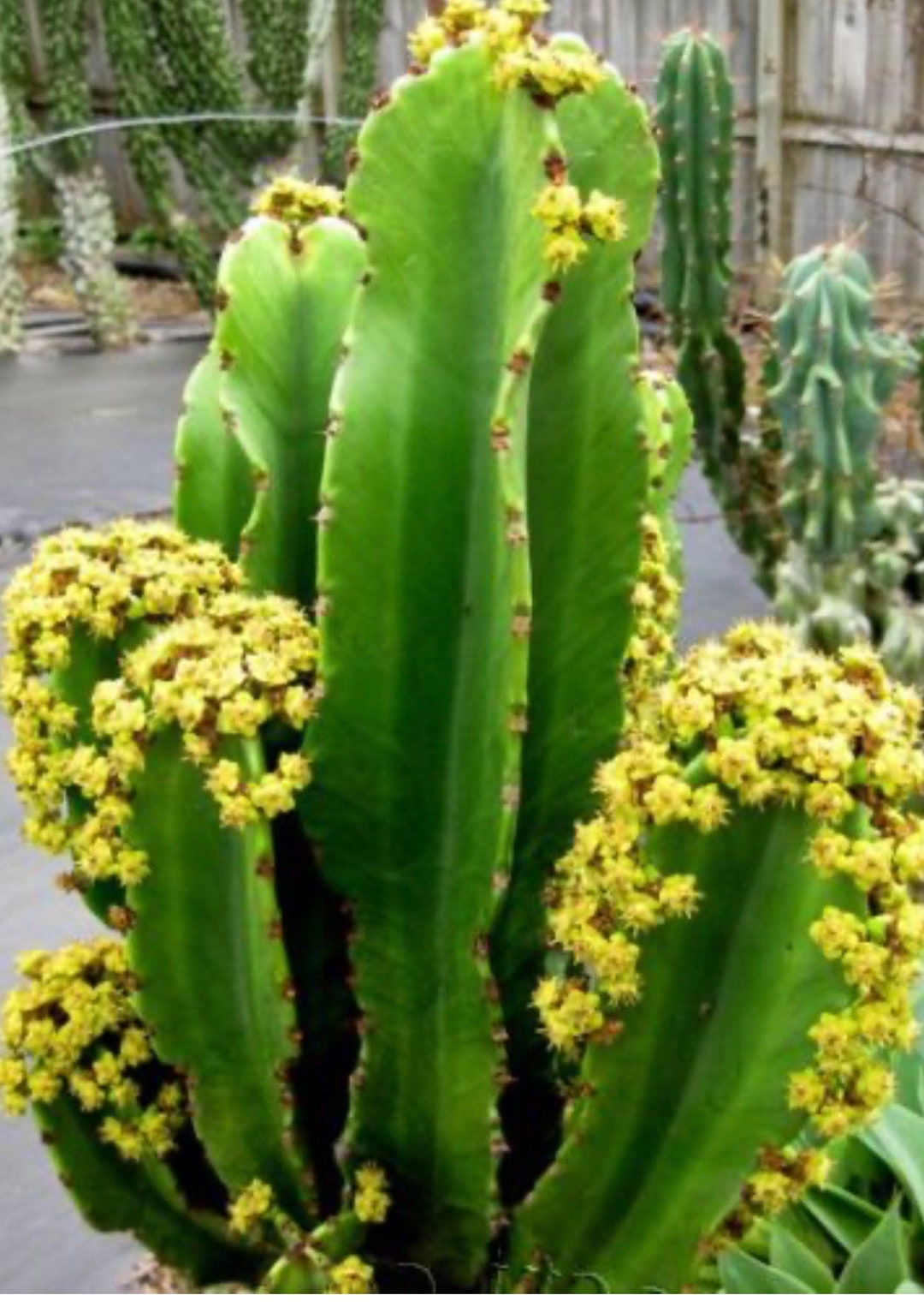 BIG Euphorbia Ingens Candelabra Tree Cactus Bare Roots Etsy