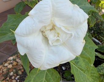 Ballerina White / Datura Live 2 plantas - Trompeta doble blanca en maceta de 10 cm