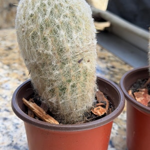 Espostoa Melanostele: en maceta de plástico de 10 cm.