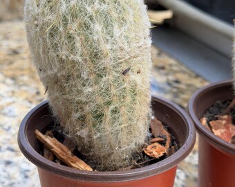 Espostoa Melanostele: en maceta de plástico de 10 cm.