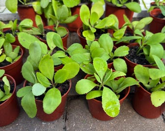 Planta de hojas milagrosas: Kalanchoe Pinnata - 2 suculentas en tierra orgánica
