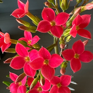 Puede incluir: Primer plano de una planta floreciente con vibrantes flores rojas. Las flores tienen cuatro pétalos y un centro amarillo, agrupadas en tallos verdes. La imagen muestra el exuberante follaje y las delicadas flores de la planta.