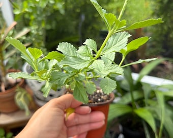 Porterweed enano rojo / planta perenne tropical: atractiva para los polinizadores