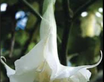 White double angel trumpet plants