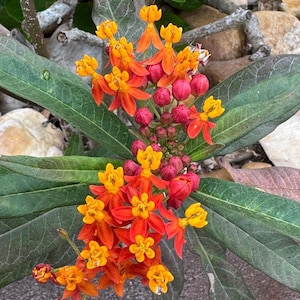 May include: Close-up of a cluster of vibrant orange and yellow flowers with red buds. The flowers have star-shaped petals and are surrounded by long, green leaves. The plant is set against a background of rocks and branches.