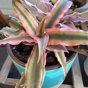 Earth Star / Cryptanthus bivittatus: on 3” blue pot with saucer