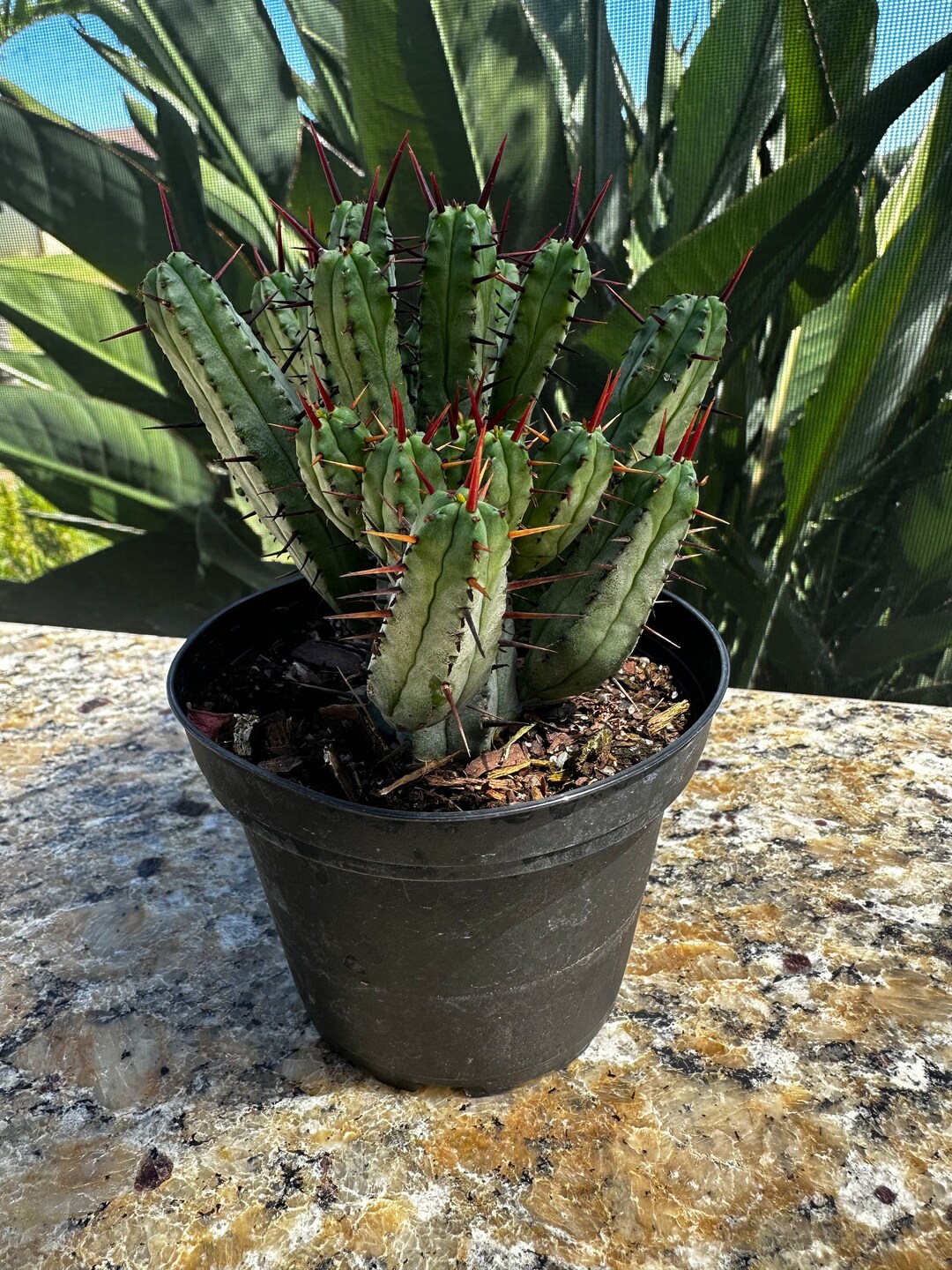 Euphorbia Enopla Pincushion Euphorbia Live Cactus Etsy