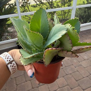 May include: A potted succulent plant with large, green, scalloped-edge leaves and reddish-brown edges. The plant is in a small, terracotta-colored pot. The background shows a glimpse of a white fence and green foliage.