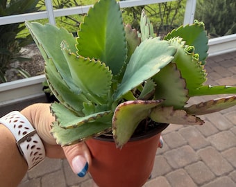 Suculenta Sombrero Mexicano / Kalanchoe Daigremontiana: 2 o 3 suculentas medianas en una maceta de plástico de 10 cm.