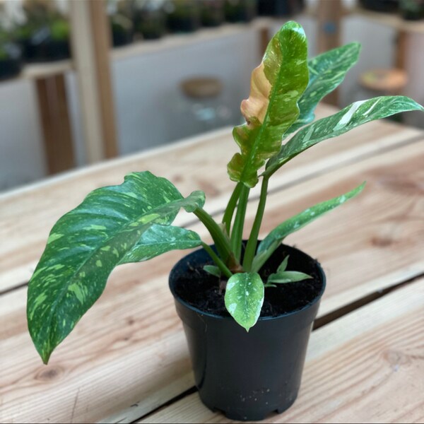 Philodendron 'Ring of Fire' im 14cm Topf