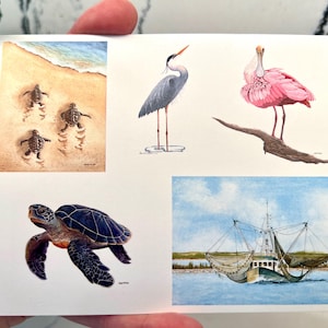 Verschiedene Grußkarten, Baby Schildkröten, Löffler, Blaue Schildkröte, Blauer Reiher, Garnelenboot, Küste, jeweils 2, 10er Set