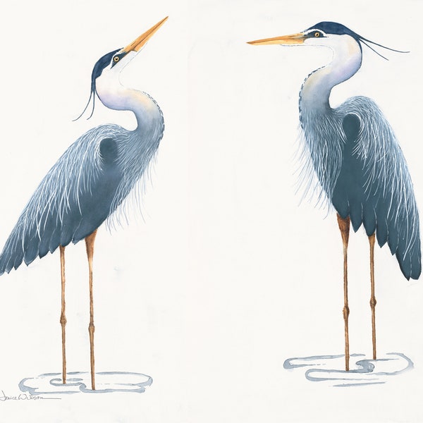 Original Watercolor Giclee Print "Twin Great Blue Herons"