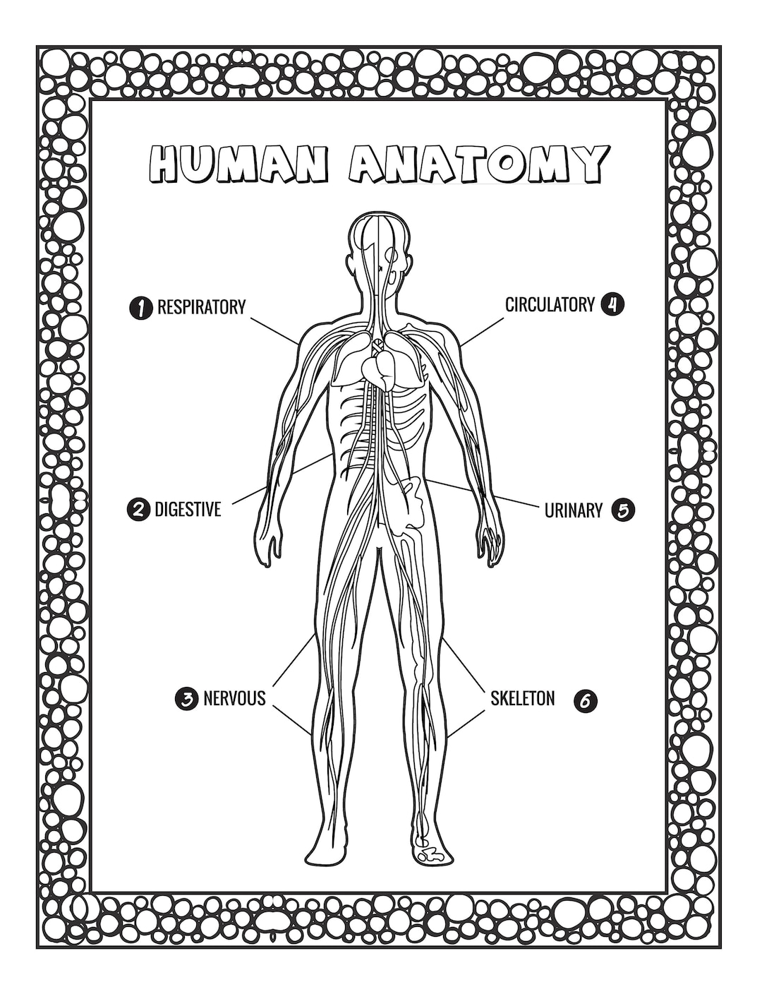 Coloring Bookhuman Anatomy Biology Diagrams