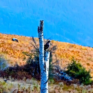 Washington landscape 2020