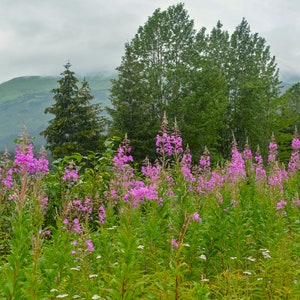 Alaska landscape 2023