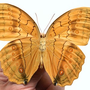Peut inclure: Gros plan d'un papillon aux ailes déployées, présentant un mélange de teintes beige, marron et orange. Les ailes affichent des motifs détaillés et des marques circulaires, avec des lignes marron foncé soulignant le dessin. Le corps du papillon est beige clair.