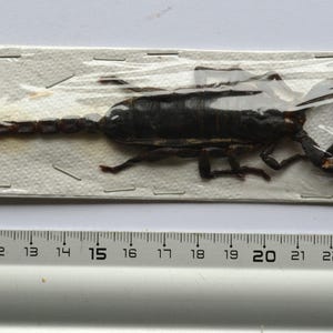 Peut inclure: Un scorpion préservé, enfermé dans du plastique et épinglé sur une carte blanche. Le scorpion est brun foncé à noir, avec un corps segmenté et une longue queue incurvée. Une règle avec des mesures en cm est en dessous.