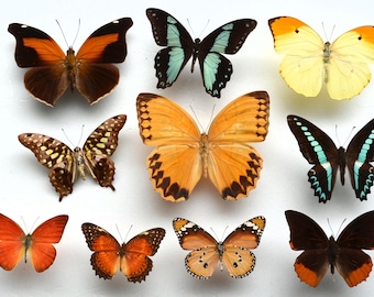 Paquete de 10 mariposas sin desplegar, iguales a las de la fotografía, secas, ¡a un precio de mayoreo inmejorable! ¡Envío a domicilio gratis!